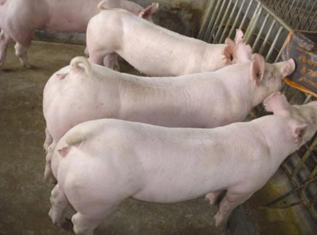 抗病能力强 二元母猪 长白母猪 全国适合饲养 产仔多生长速度快7