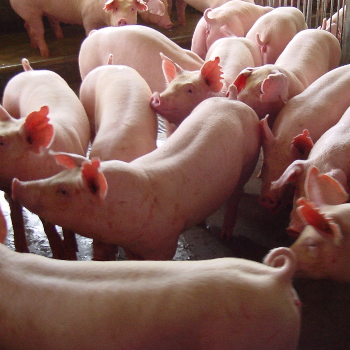 抗病能力强 二元母猪 长白母猪 全国适合饲养 产仔多生长速度快10