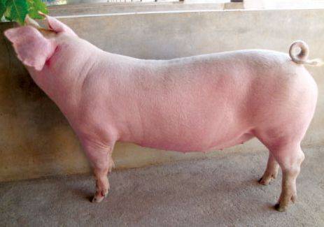 抗病能力强 二元母猪 长白母猪 全国适合饲养 产仔多生长速度快6