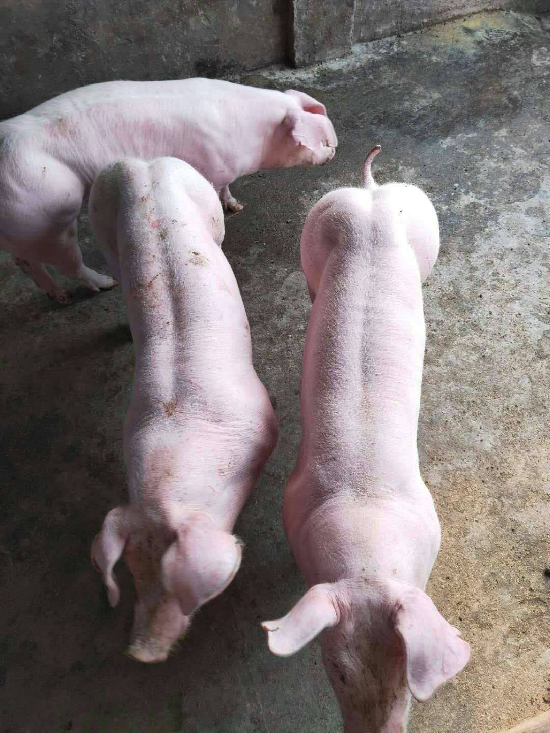 抗病能力强 二元母猪 长白母猪 全国适合饲养 产仔多生长速度快3