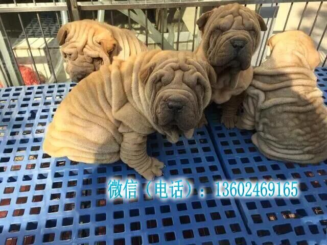 广州沙皮狗多少钱一只 广州哪里有卖沙皮狗