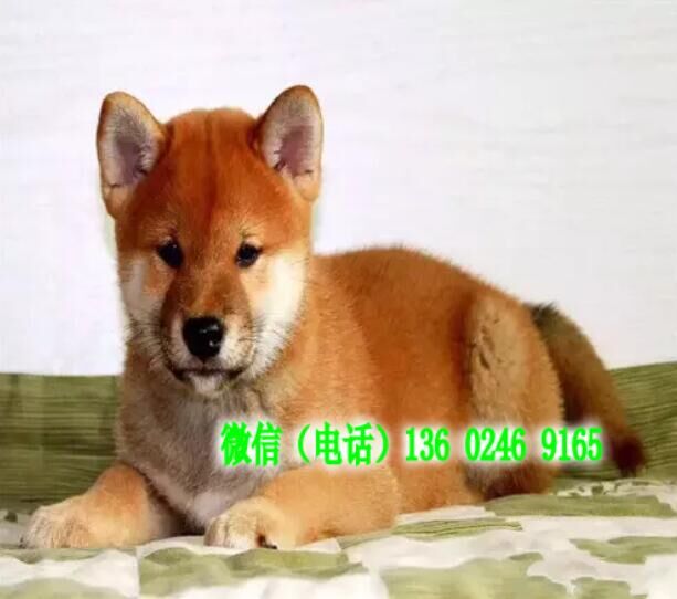 广州哪里有卖柴犬 请问广州日本小柴犬多少钱一只