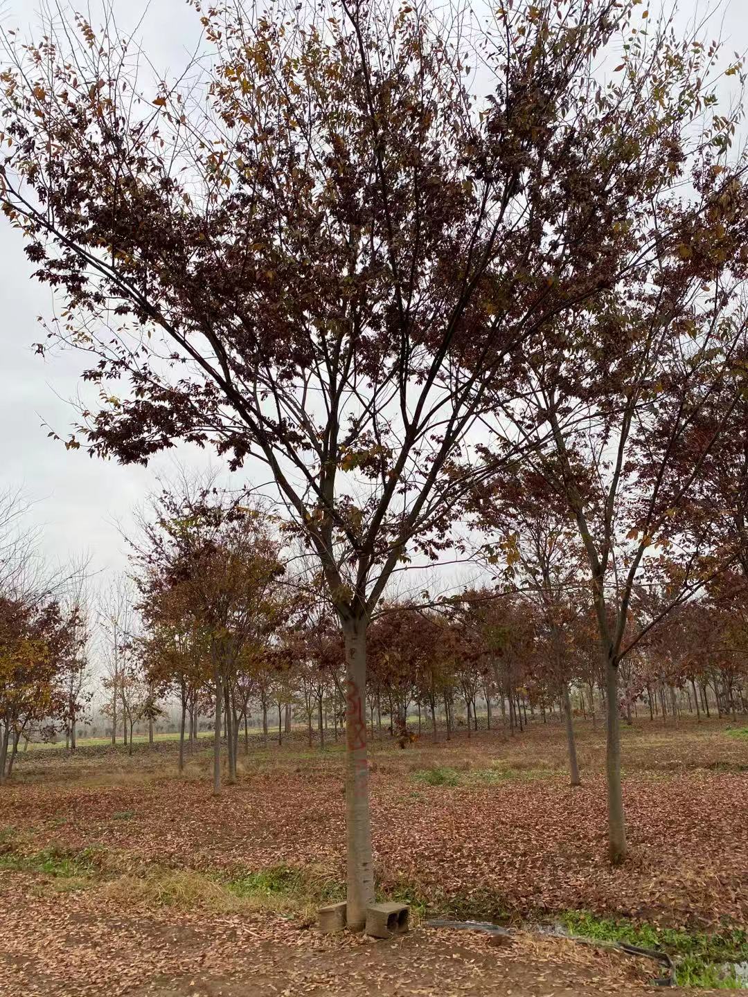 国兴园林 榉树 1-25公分榉树价格3