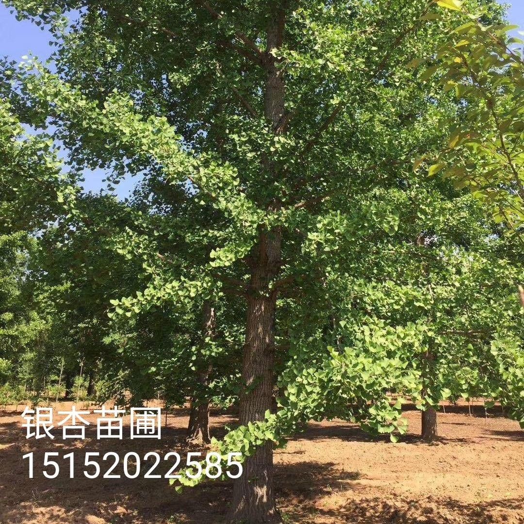 乔木 邳州1-2-30公分银杏树4