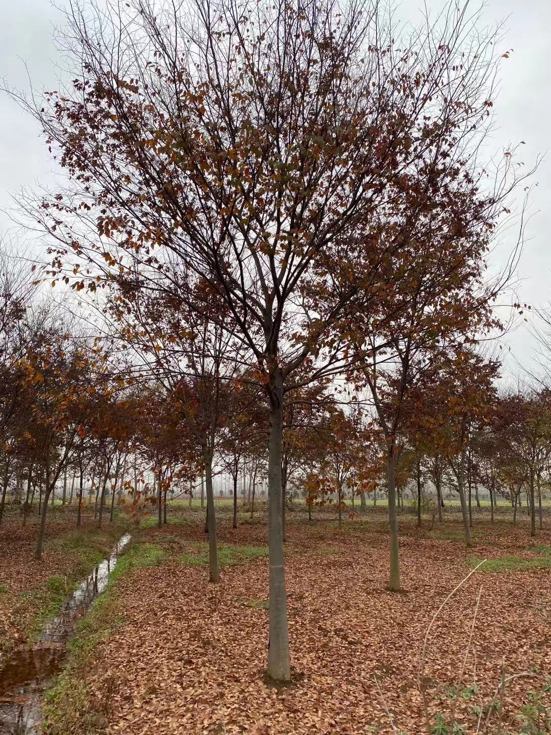 国兴园林 榉树 1-25公分榉树价格6