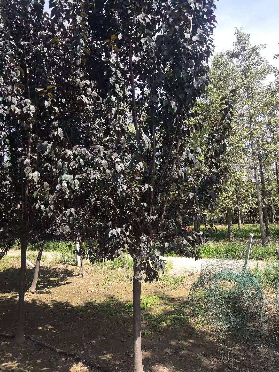 1-15公分紫叶李 国兴园林 红叶李价格 灌木2