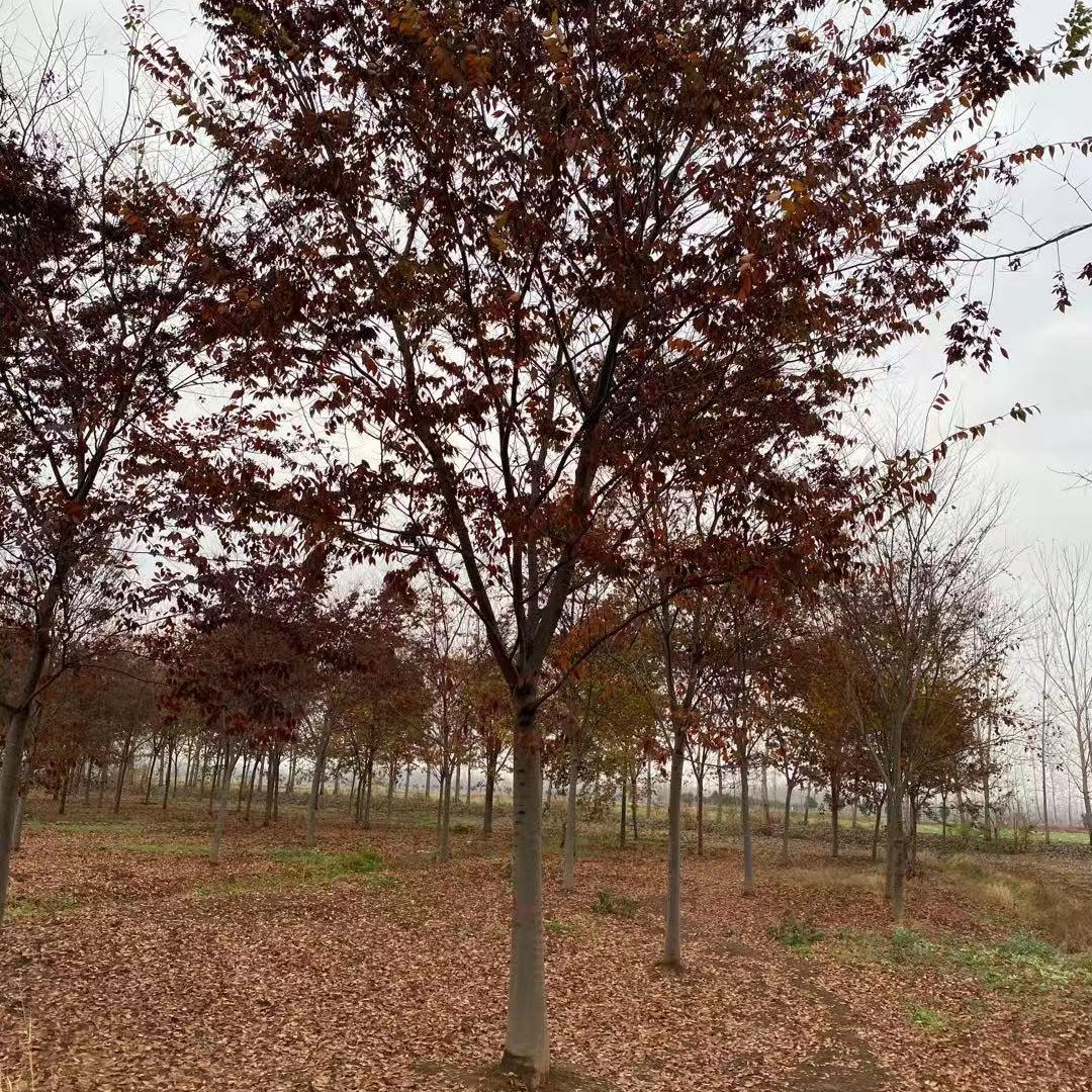 国兴园林 榉树 1-25公分榉树价格