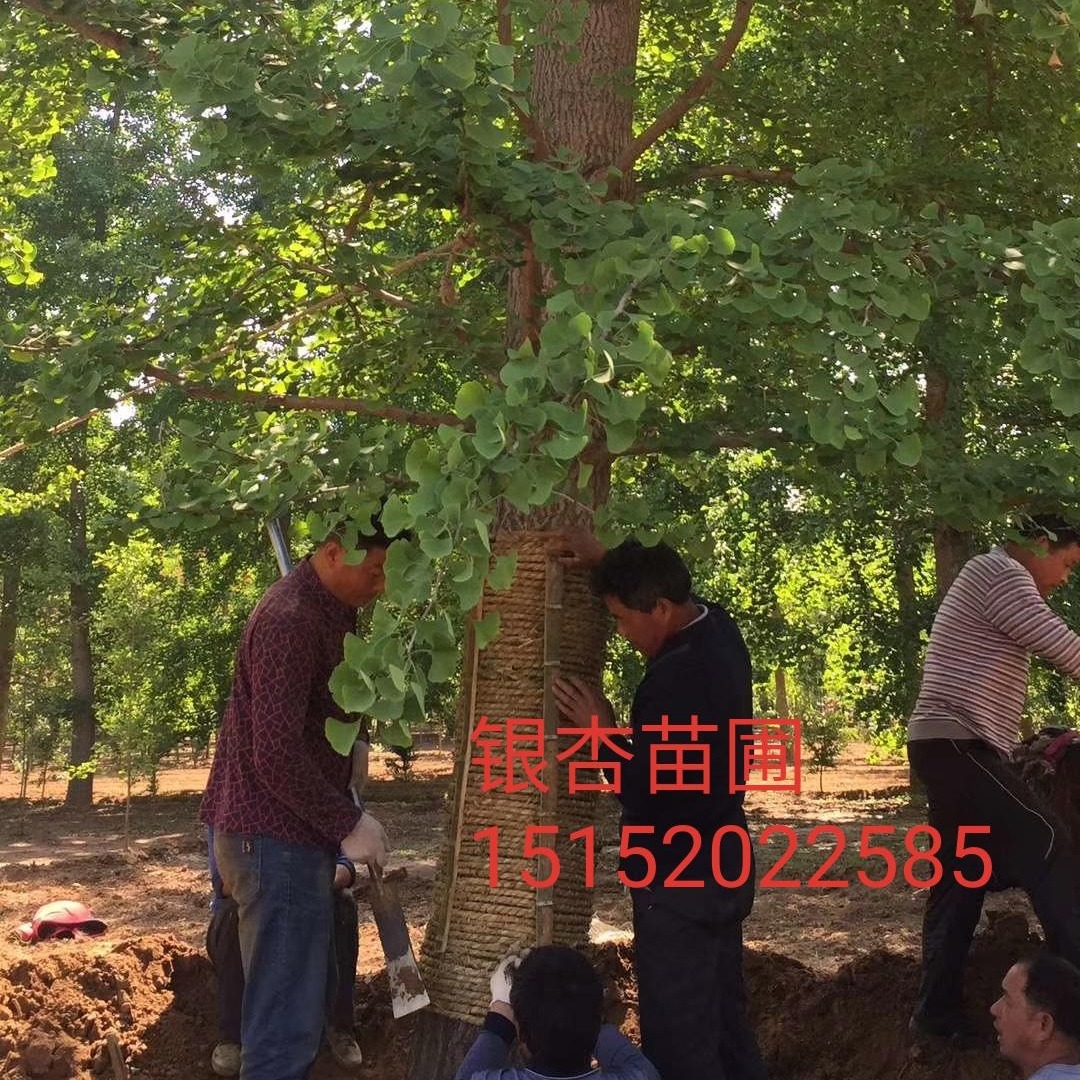 乔木 邳州1-2-30公分银杏树3