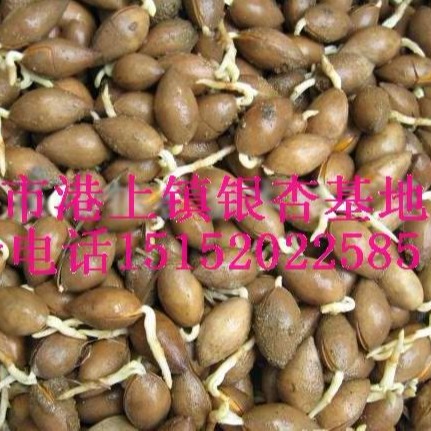 江苏银杏树种子价格1