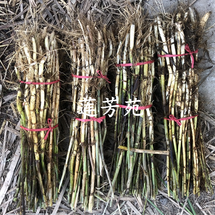 量大优惠 销售多种水生植物 芦苇种子批发 芦苇种苗厂家6
