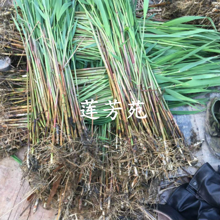 量大优惠 销售多种水生植物 芦苇种子批发 芦苇种苗厂家3