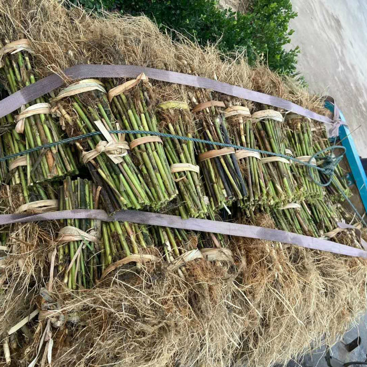 芦苇种苗厂家 多种水生植物 莲芳苑 芦苇苗批发7