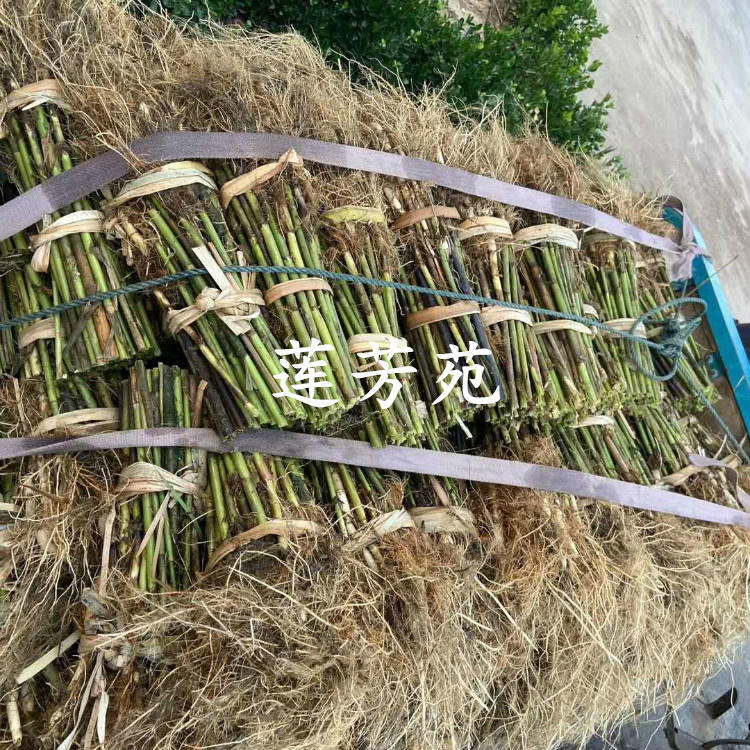 量大优惠 销售多种水生植物 芦苇种子批发 芦苇种苗厂家5