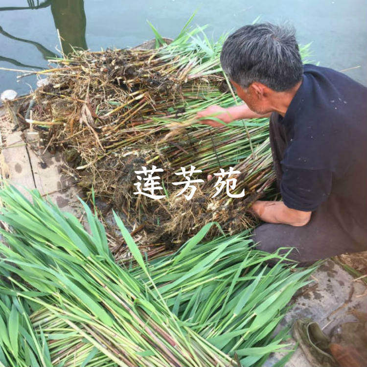 量大优惠 销售多种水生植物 芦苇种子批发 芦苇种苗厂家2