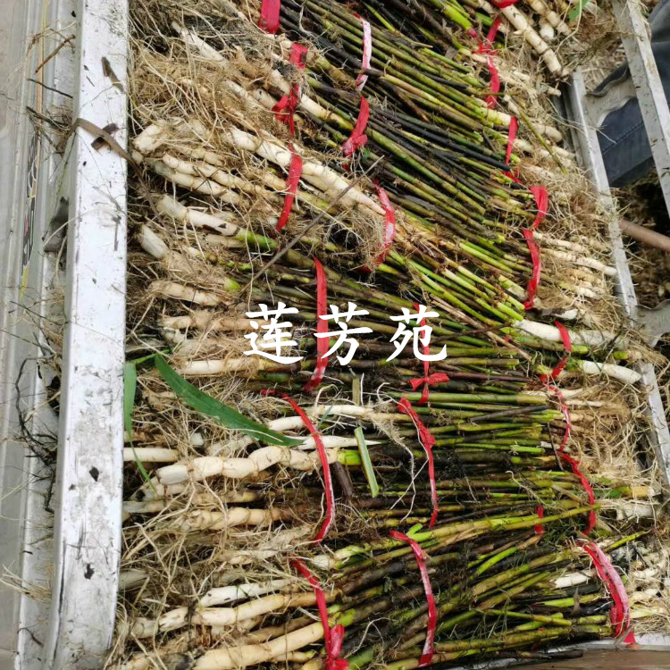 量大优惠 销售多种水生植物 芦苇种子批发 芦苇种苗厂家4