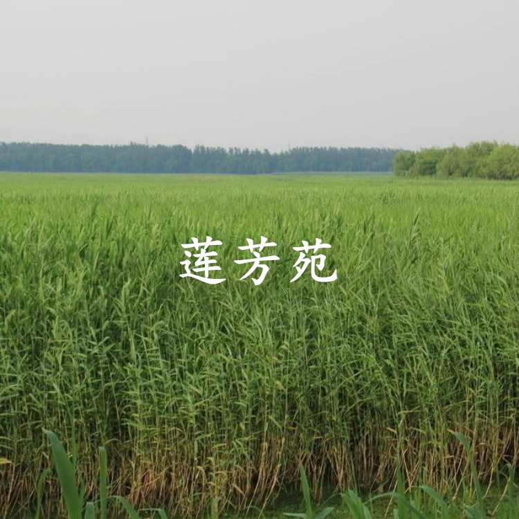 量大优惠 销售多种水生植物 芦苇种子批发 芦苇种苗厂家