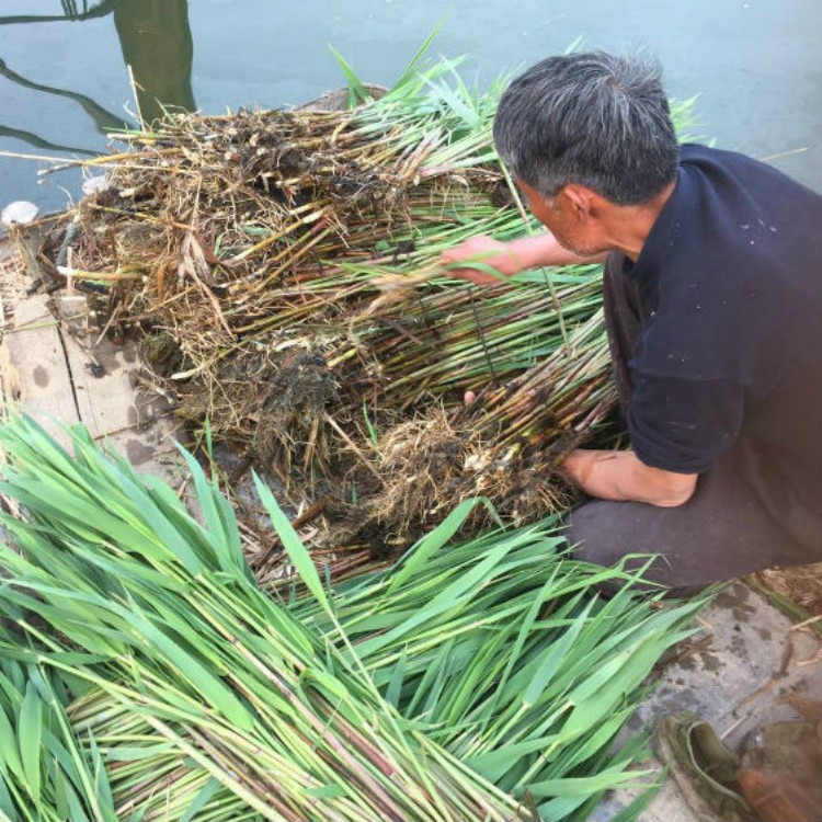 多年生芦苇批发 销售多种水生植物 承接芦苇种植
