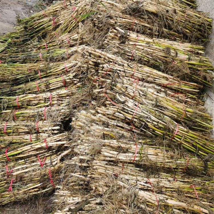 多年生芦苇批发 销售多种水生植物 承接芦苇种植4