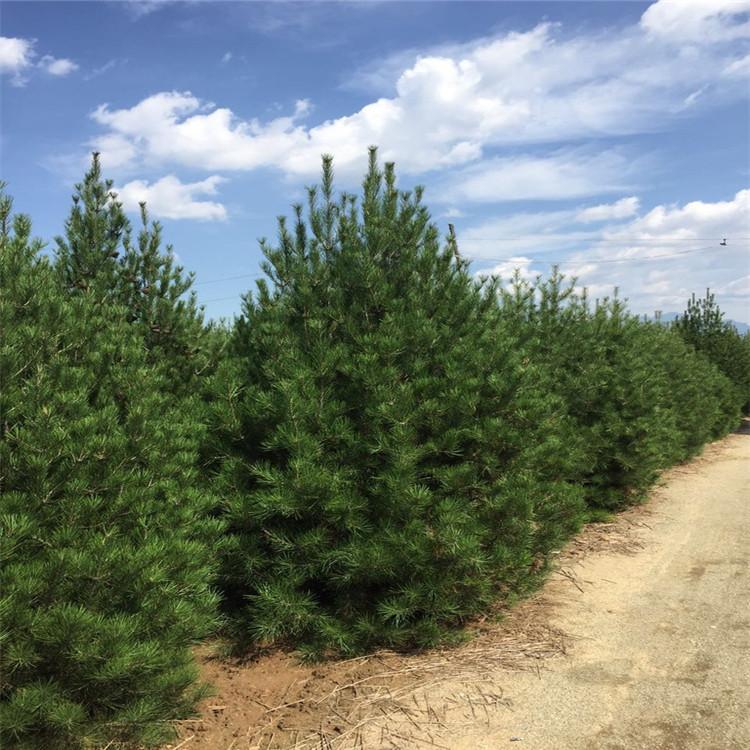 基地批发优质白皮松 乔木 基地常年供应 规格全工程绿化用松树4