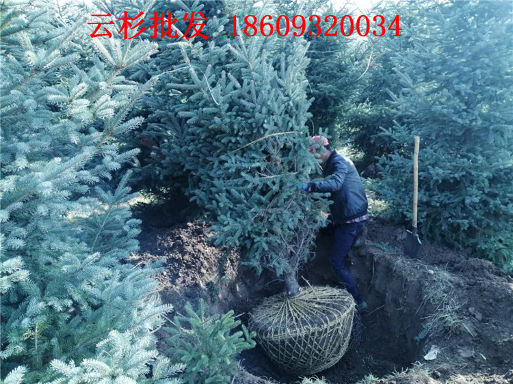 乔木 青海1.5米2米3米云杉树批发价格5