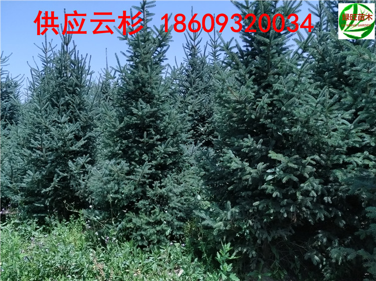 乔木 青海1.5米2米3米云杉树批发价格7