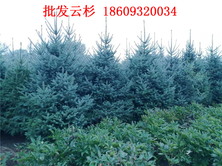 乔木 青海1.5米2米3米云杉树批发价格4