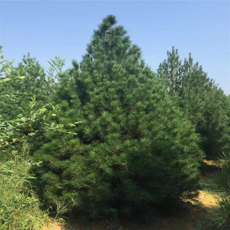 基地批发优质白皮松 乔木 基地常年供应 规格全工程绿化用松树3