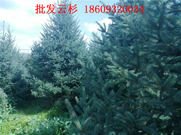 乔木 青海1.5米2米3米云杉树批发价格2