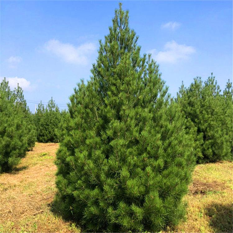 基地批发优质白皮松 乔木 基地常年供应 规格全工程绿化用松树2