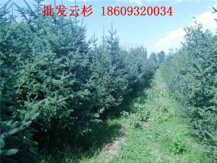 乔木 青海1.5米2米3米云杉树批发价格6