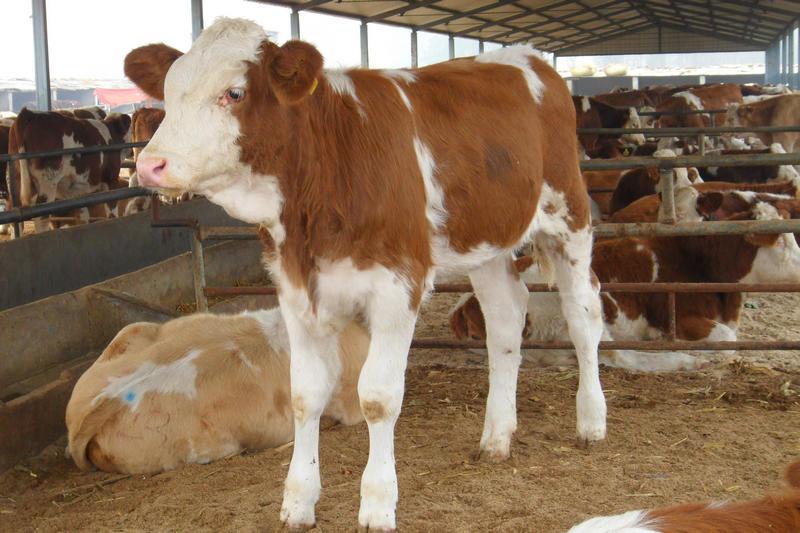 2022年牛犊价格表 现在西门塔尔母牛价格 小牛犊价格2
