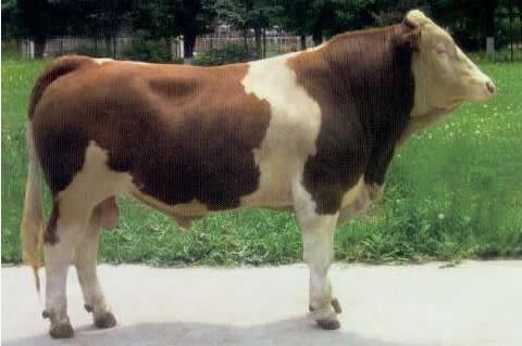 2022年牛犊价格表 现在西门塔尔母牛价格 小牛犊价格5