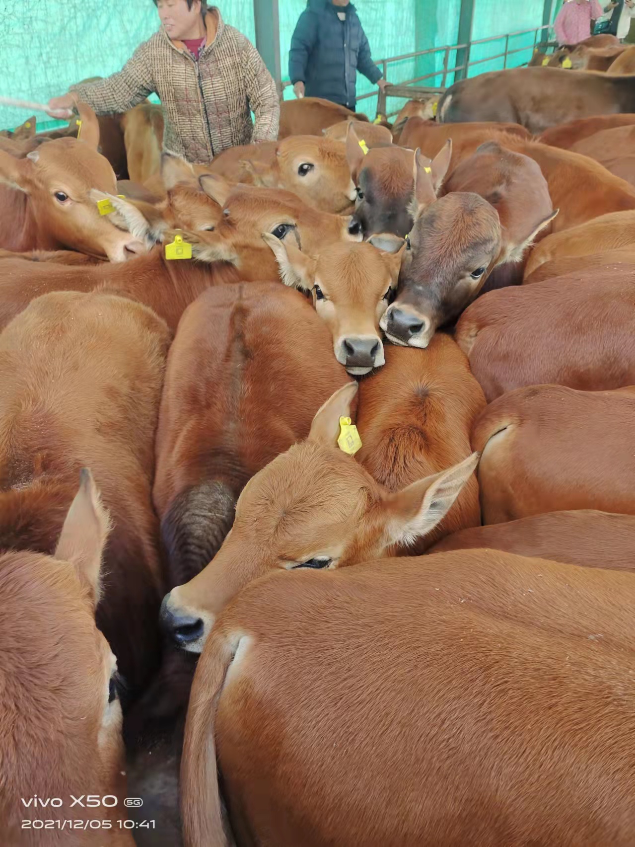 牛犊价格 改良黄牛犊 荟泰 西门塔尔牛价格 供应安格斯牛7