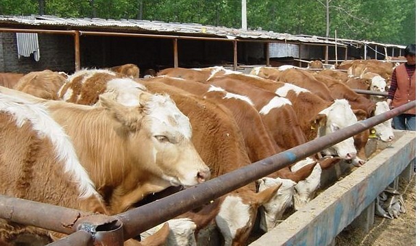 肉牛犊价格 肉牛品种 小牛犊价格 西门塔尔牛小牛犊7