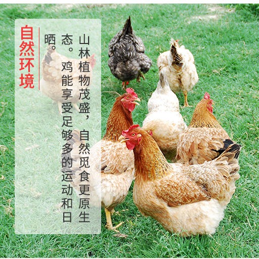 新鲜月子鸡生态鸡天天土鸡 散养老母鸡 活鸡土鸡农家散养包邮活体土鸡6