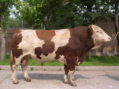 2022年牛犊价格表 现在西门塔尔母牛价格 小牛犊价格7