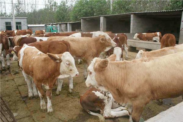 2022年牛犊价格表 现在西门塔尔母牛价格 小牛犊价格8