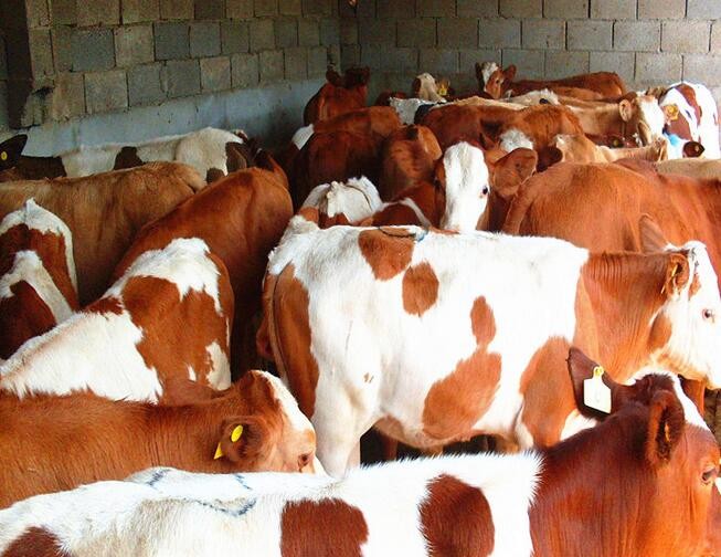 2022年牛犊价格表 现在西门塔尔母牛价格 小牛犊价格4