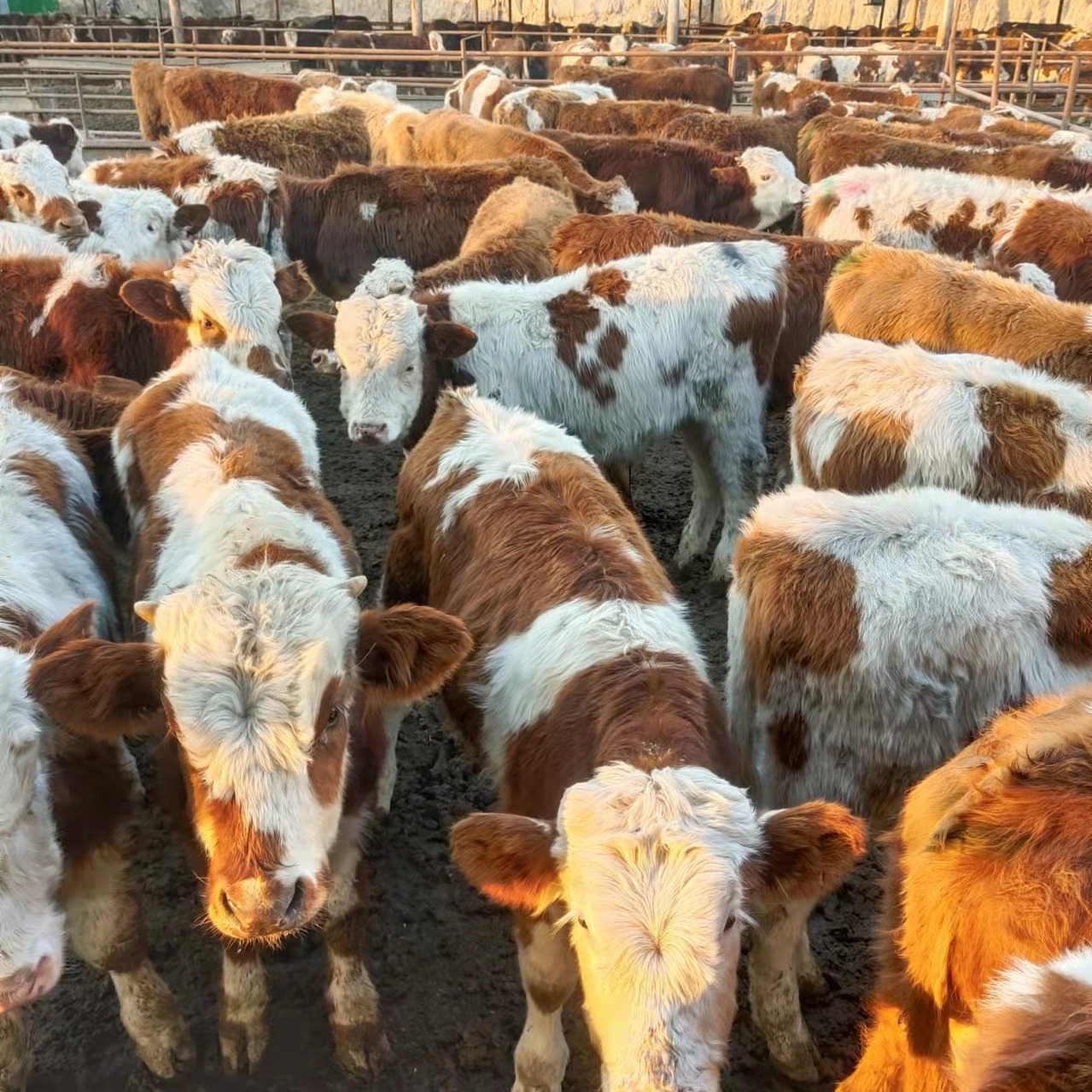 肉牛犊 荟泰 供应鲁西黄牛 肉牛价格 西门塔尔牛出售
