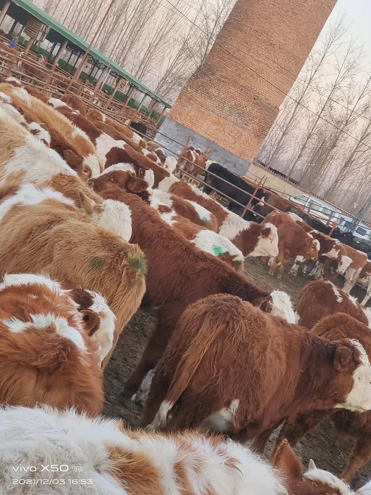 牛犊价格 改良黄牛犊 荟泰 西门塔尔牛价格 供应安格斯牛5