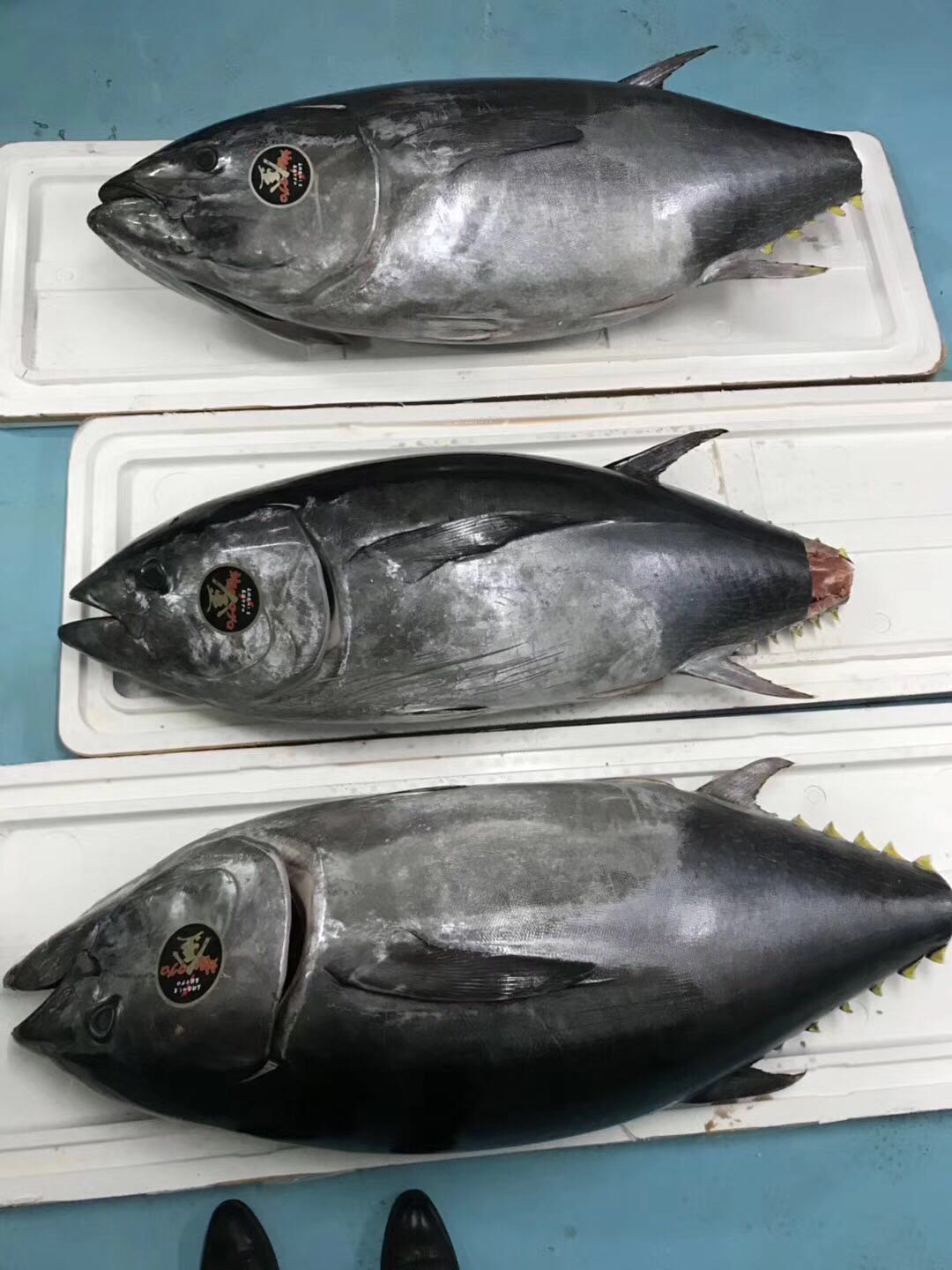 金枪鱼 上海率然商贸-冰鲜蓝鳍金枪鱼 对马金品质蓝鳍金枪鱼5