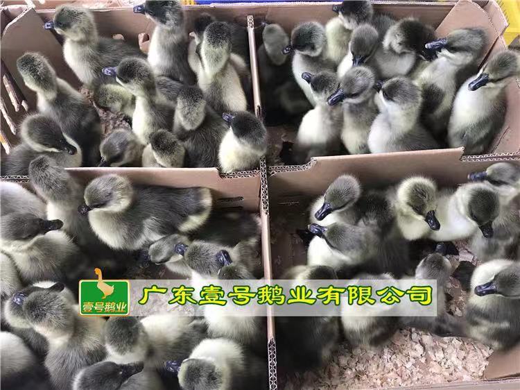 马岗鹅苗黑棕鹅批发包打疫苗成活率高 动物种苗6