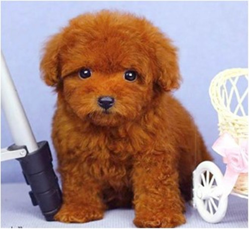 本厂直销：泰迪宠物店 泰迪贵宾犬 法国泰迪犬厂家直销全国发货 迷你泰迪犬1