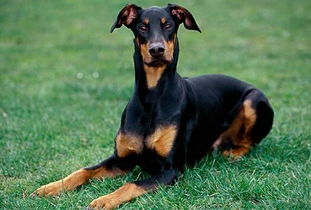 马宾犬 杜宾犬养殖中心 厂家直销全国发货 杜宾犬 德国杜宾犬9