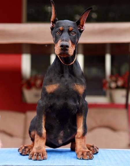 马宾犬 杜宾犬养殖中心 厂家直销全国发货 杜宾犬 德国杜宾犬3