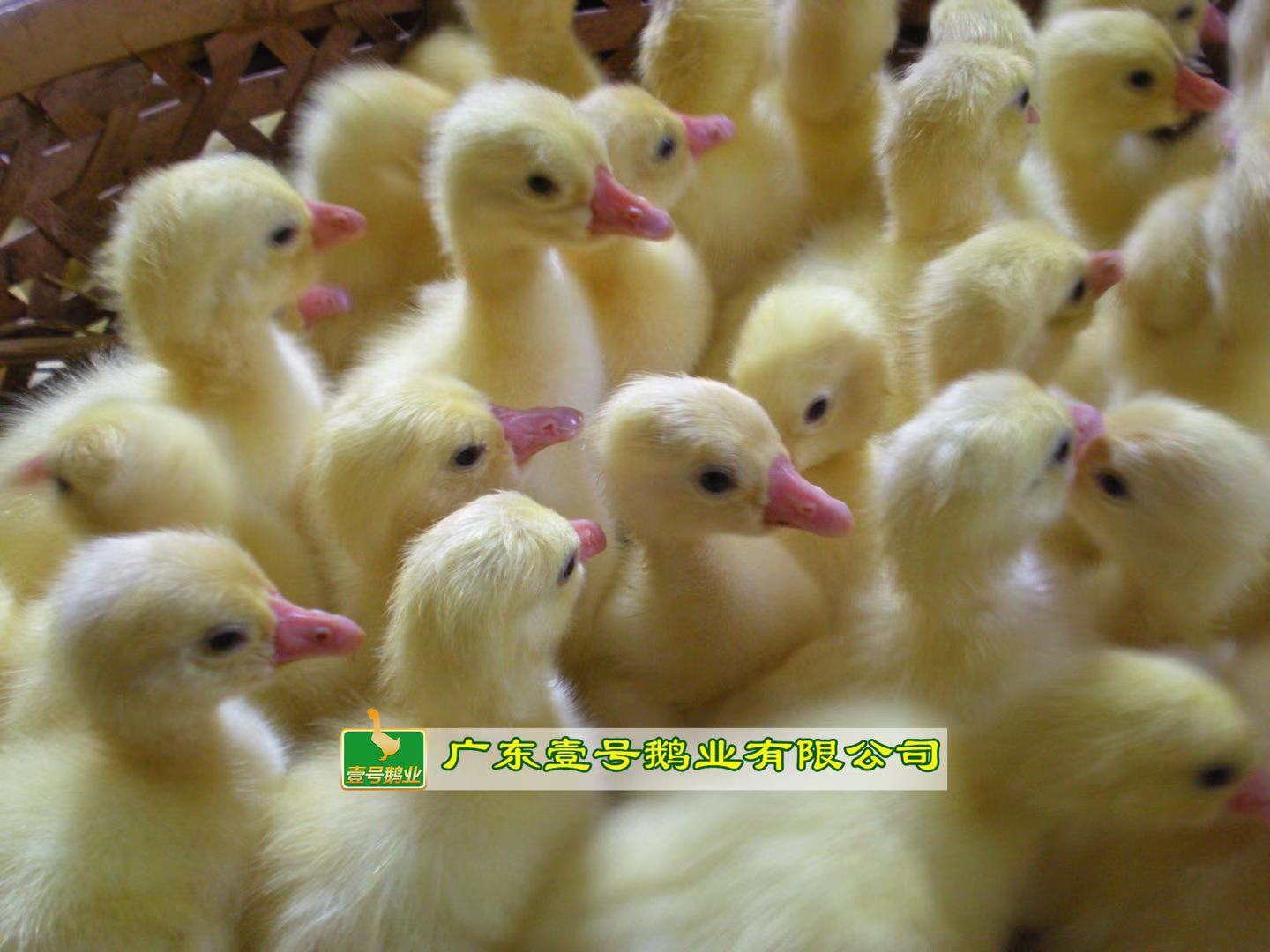 广东本地白鹅苗批发量大从优包打疫苗包运输路损 动物种苗5