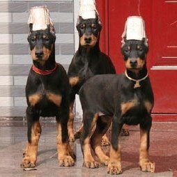 马宾犬 杜宾犬养殖中心 厂家直销全国发货 杜宾犬 德国杜宾犬