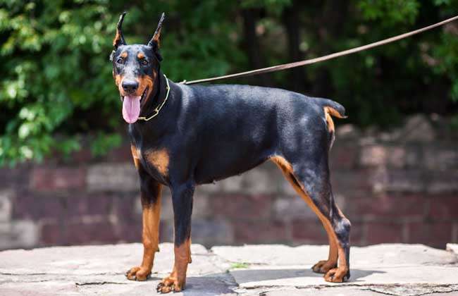马宾犬 杜宾犬养殖中心 厂家直销全国发货 杜宾犬 德国杜宾犬8