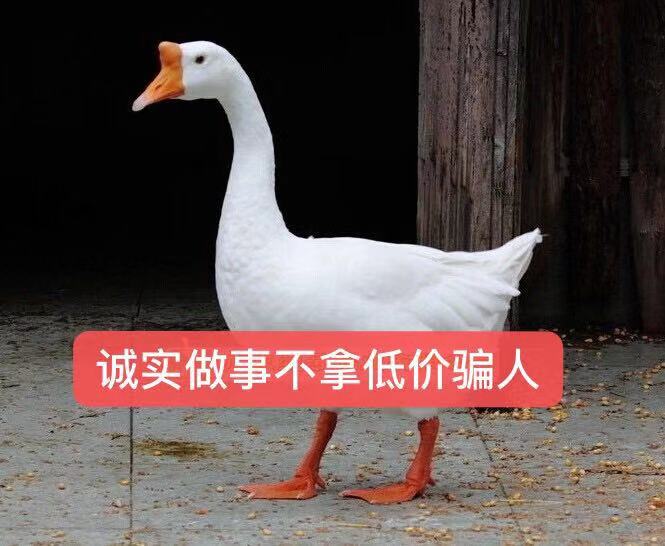 广东本地白鹅苗批发量大从优包打疫苗包运输路损 动物种苗4