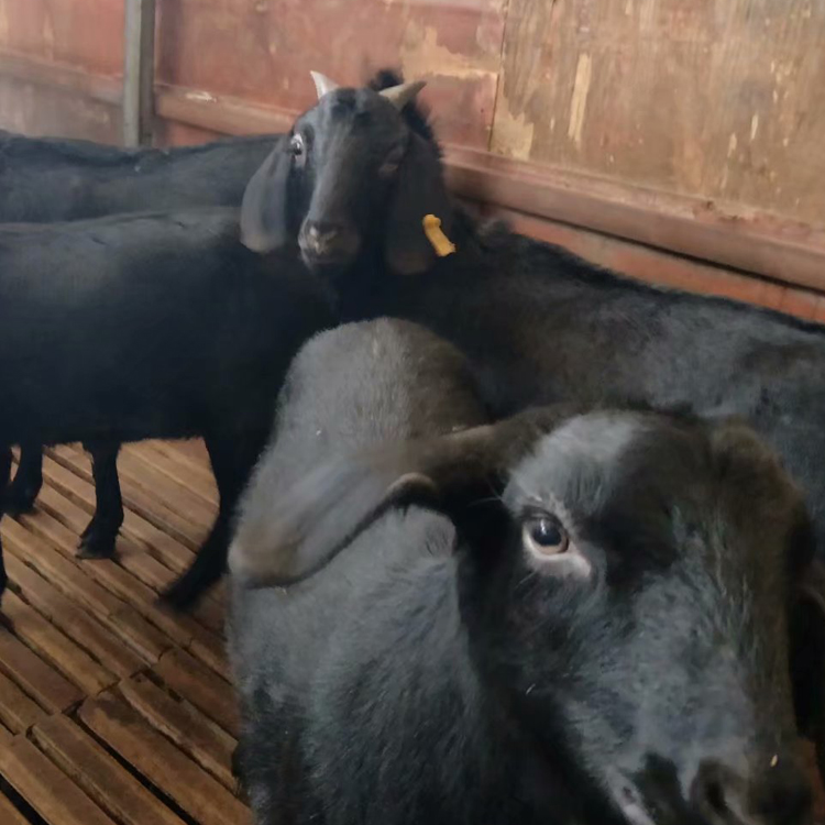 黑山羊 黑山羊繁殖基地 三友 黑山羊圈养 求购黑山羊 长期供应6